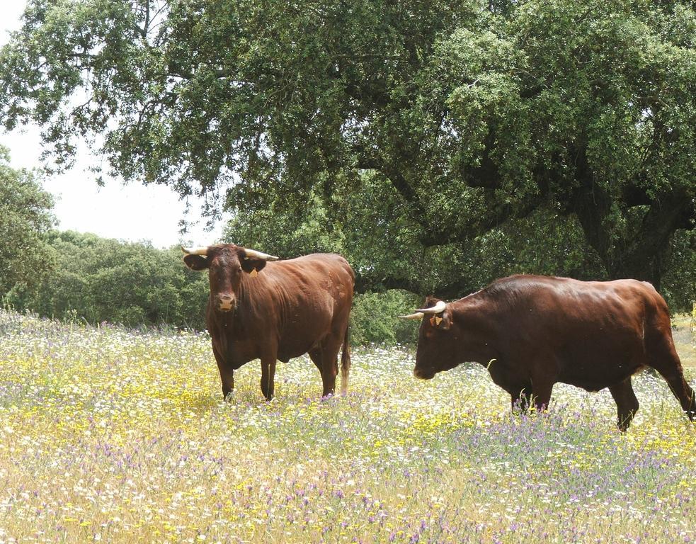 Casa Rural Dehesa De Solana Herrera de Alcántara Exteriér fotografie